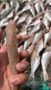 KHÔ CÁ ĐỔNG KHÔNG ĐẦU - vị tươi thơm thịt mềm-CÁ ĐỔNG KHÔNG ĐẦU