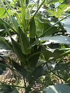 ผลไม้ ที่มีประสิทธิภาพสูงคัดสรรเมล็ด ที่มีคุณค่าทางโภชนาการสูง และอ่อน