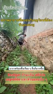 การไล่งูในฤดูฝนต้องมี ไม่มีงูในระยะ 100000 ผง LWW ไล่งู ไล่แมลง สารไล่งู ไล่ตะขาบ กำมะถัน ไล่งูสีเงิน การกำจัดงู กำจัดงูให้ได้ก้น ก้อนไล่งู เครื่องไล่งู ไล่งูและหนู กำมะถันไล่งู กำมะถันก้อน ยากันงู ยาไล่งู ผง LWW ตะขาบ กำมะถันเหลือง ก