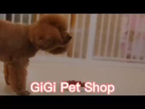 Bánh thưởng snack mềm gói 100g vị thịt bò cho chó mèo phù hợp mọi lứa tuổi thú cưng bổ sung dinh dưỡng - GiGi Pet Shop