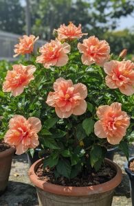 ชบาดอกซ้อนสีส้ม กระถาง 11 นิ้ว ต้นสวย (กทม)