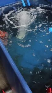 Air pump Aquarium Accessories Hose Splitter Water Tube Connector Portable Silent Oxygen Pump Aquarium air pump hose splitter Air flow splitter controller for fish tank oxygen distribution Air Pump Hose Splitter Water Tube Connector Fish Tank Oxygen