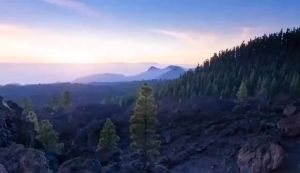 💗🙋‍♀️💗长白山灵芝孢子油软胶囊破壁孢子粉官方蓝帽高含量三萜礼盒装