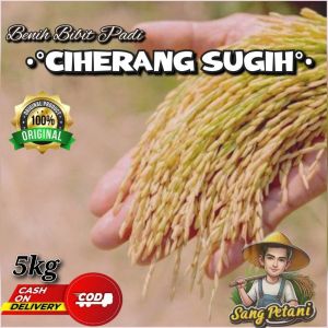 (5KG) Benih Padi CIHERANG SUGIH bibit padi super unggul berkualitas