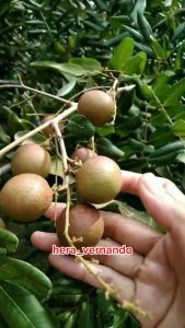 Bibit Kelengkeng Pingpong Asli Super Genjah