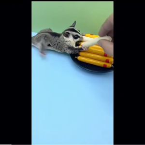 Sugar Glider Sausage Snack 蜜袋鼯香肠