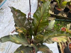 ต้นไม้ประดับ โชคเก้าชั้นด่าง black dragon กระถาง 10 นิ้ว