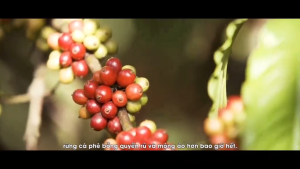 Real Bean Grounded Coffee 250G