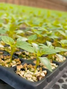 Seedling Tray/Bekas Semaian/Tray Bekas/Plastic Nursery/Seed Germination/Biji Benih/Dulang Anak Benih/育苗托盘