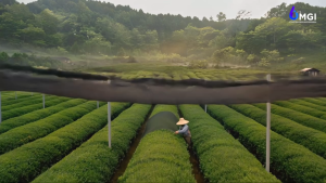 VICENZA Pure Matcha Ceremonial Grade Classic 100 Gr #MatchaChina Mutiaragemilangid