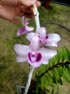 Cây giống hoa lan Cửu Long Cao Phong ( hàng nhân kie 15-25cm)