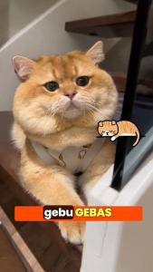 🔶FISHOILCAT® Snek Kucing Salmon & Telur Ikan (60pcs) | Pek Nilai 🔥 VALUE Pack Omega-3 🐟 Minyak Ikan | Salmon & Fish Roe🍣 | Bulu Lebat & Kurangkan Gugur