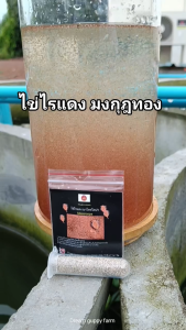 ไข่ไรเเดง มาโครโคปา มงกุฏทอง 0.5 กรัม