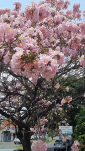Cherry Blossom-Like Trees Spotted in Sarangani Province Tababuia Rosea Pink Trumpet tree seedling! Live plant!