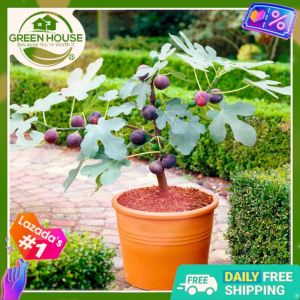 Green House® Bonsai Fig Igos Tree Seeds: A Comprehensive Guide