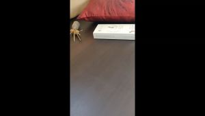 (BE Concepts & Lifestyle) Women’s Comfortable Underwear Anti-Bacterial Cotton Undies Panty Set (Set of 4)