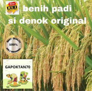BENIH PADI SUPER SI DHENOK ORIGINAL KUALITAS MUTU TINGGI 1 KG