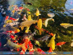 MEN VI SINH CHO CÁ PROBIO 365 PLUS CHO KOI HỒ KÍNH NGOÀI TRỜI