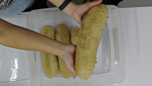 澳洲金光秃参 (3-6)|Australian Sea Cucumber (3-6)