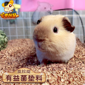 Morati Good Bacteria Dry Fermentation Bed Cushion Rabbit Totoro Hamster Xi Shi Bear Guinea Pig Deodorization Can Break down Odor