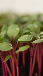 Microgreens Organic Mix 35000 Seeds Fast Harvest Easy Grow Beginner Friendly