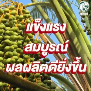 ฮิวมิกเงาะ แก้ปัญหาดินเสีย ดินเปรี้ยว ดินเค็ม ฟื้นฟูระบบราก เร่งรากแทงไว รากแข็งแรง ทาร์โบ ฮิวมิก ขนาด 1  กิโลกรัม