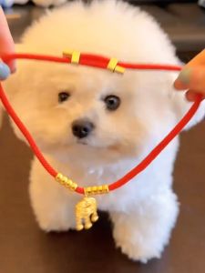 vòng cổ khóa trường mệnh đem lại may mắn cho chó mèo - T3 PETS SHOP