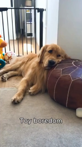 FuzzYard Neck Minnits Dog Plush Toy + 2 Squeakers | Play & Cuddle - 4 Fun Animal Designs