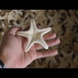 Sao Biển Trang Trí Bể Cá Tiểu Cảnh Làm Trang Sức Decor Handmade Tuyệt Đẹp