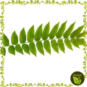 Dahon ng Kamias Fresh Leaves 100 Pieces
