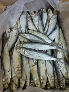 IKAN ASIN JAPUH KEMASAN 1KG