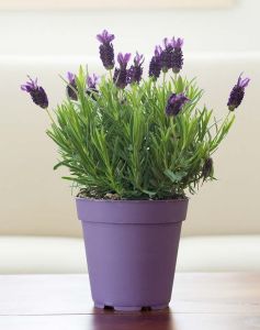 TANAMAN HERBAL ANTI NYAMUK LAVENDER ASLI (Beli 3 Gratis 1)
