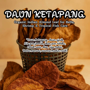 🌿 (12pcs) Daun Ketapang Gred Premium 🐠 | Kondisioner Air Semula Jadi untuk Ikan Laga Guppy & Udang