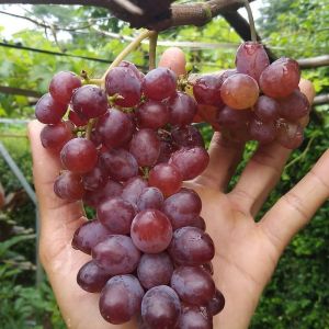 Bibit Anggur Import Ninel Super Murah Berkualitas
