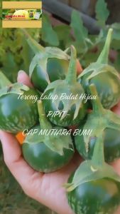 BENIH TERONG LALAP PIPIT ISI 10 GR CAP MUTIARA BUMI