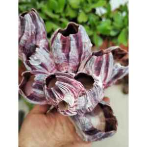 Natural Aquarium Decoration Items