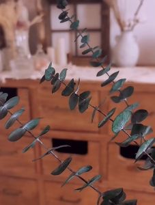 Ready Stock/Cod 10pcs/Bouquet Natural Eucalyptus Leaves Dried Flower Real Palnt