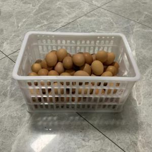 Heavy Duty Organization and Transport Plastic Tote