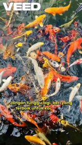 Pakan Ikan Koi Mizuho 2KG  Size M |- High Quality Floating Food Asli Jepang