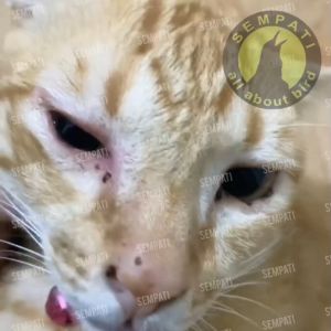 SEMPATI Salma Salep Mata Kucing Anjing Hamster Marmut Sugar Glider Cream Krim Obat Sakit Mata Hewan Belekan Infeksi Iritasi Mata Merah Berair Bengkak Bernanah Pasti Sembuh