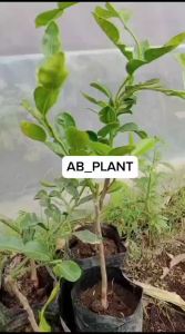 Bibit Jeruk Purut Jeruk Bumbu Dapur Daun Jeruk