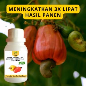 Pupuk Jambu Mede Cepat Berbuah / Pupuk Pelebat Buah Jambu Mede/ Pupuk Booster Jambu Mede Cair