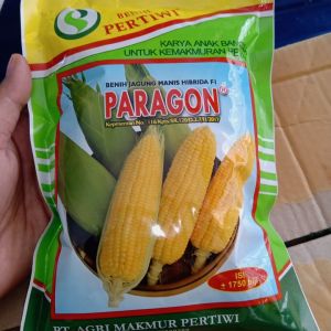 Benih Jagung Manis Hibrida Paragon 1.750 Biji
