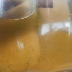 ไรแดง สายพันธุ์มาโคโครปา Macorcopa ไรแดงพ่อแม่พันธุ์