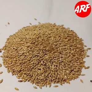 Pakan Burung KENARI SEED 500Gram MAKANAN BURUNG Kenari Burung Lovebird Burung Finch Dll