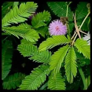 Daun putri malu fress20gram