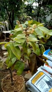 Bibit Kelengkeng Merah Ruby Longan 1 Meter Cepat Berbuah Super