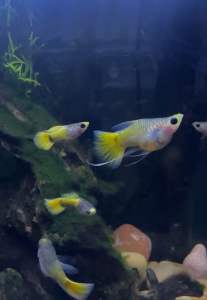 Guppy Yellow Koi Glassbellly Short Body Ribbon