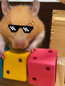 Fun Wooden Cube Hamster Toy for Biting And Playing Ideal for Golden Retriever Hamsters And Chinchillas Size 14cm Wooden Puzzle