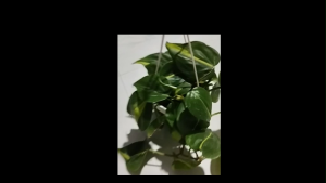 KIỂNG TREO-CÂY TRẦU BÀ CÁI MƠN – CÂY TREO LỌC KHÔNG KHÍ THU HÚT TÀI LỘC!